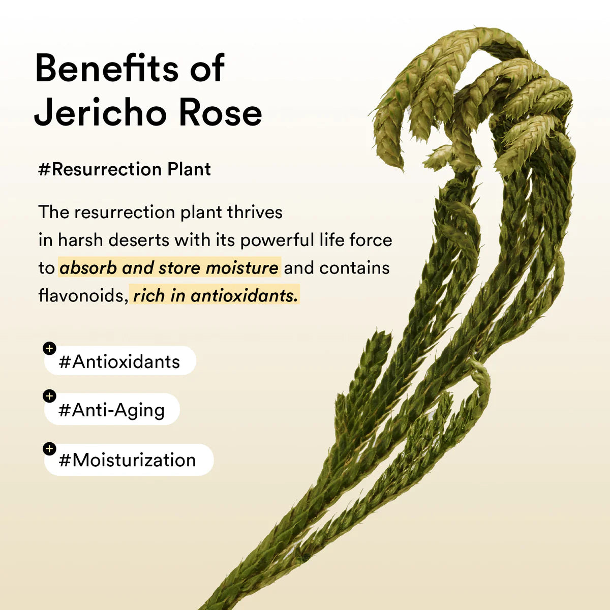 ABIB – Collagen Eye Patch Jericho Rose Jelly 90g